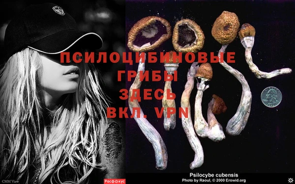 индика Беломорск